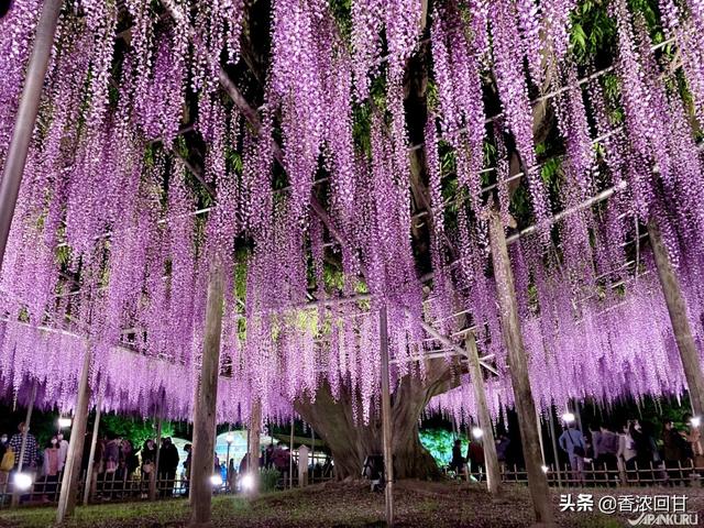 日本春天赏花5推荐：赶不上樱花季没在怕紫藤粉蝶花等别样浪漫