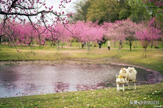 日本春天赏花5推荐：赶不上樱花季没在怕紫藤粉蝶花等别样浪漫