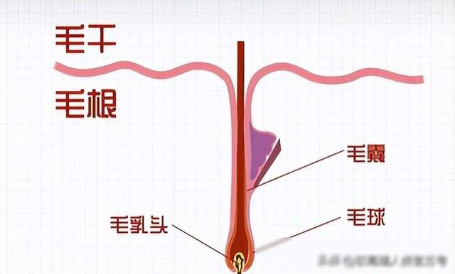 为什么头发是直的，私密处的毛却是卷的？