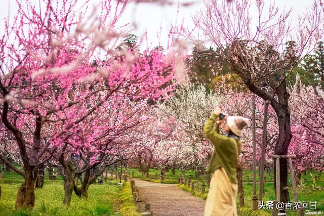 日本春天赏花5推荐：赶不上樱花季没在怕紫藤粉蝶花等别样浪漫