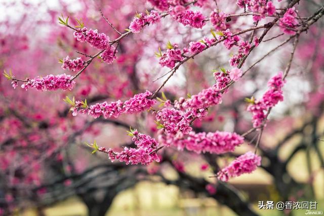 日本春天赏花5推荐：赶不上樱花季没在怕紫藤粉蝶花等别样浪漫