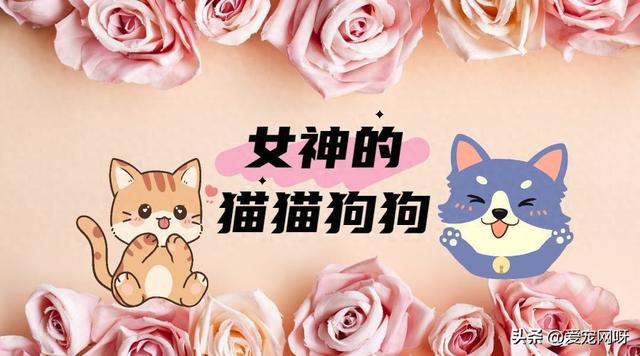 妇女节快乐！这些猫猫狗狗简直就是女生最爱~