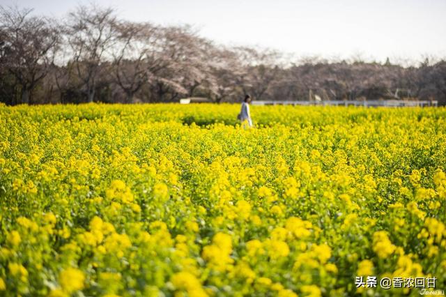 日本春天赏花5推荐：赶不上樱花季没在怕紫藤粉蝶花等别样浪漫