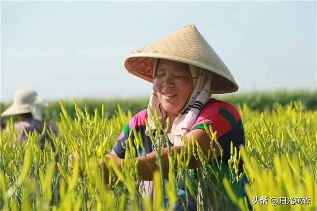 明天是母亲节——10种花儿任儿女选择送给慈母