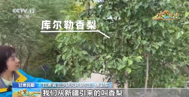 沙漠能种出哪些“神奇植物”？来荒漠植物园看看