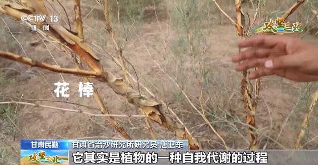 沙漠能种出哪些“神奇植物”？来荒漠植物园看看