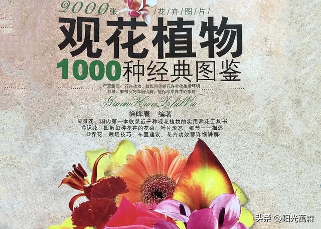 明天是母亲节——10种花儿任儿女选择送给慈母