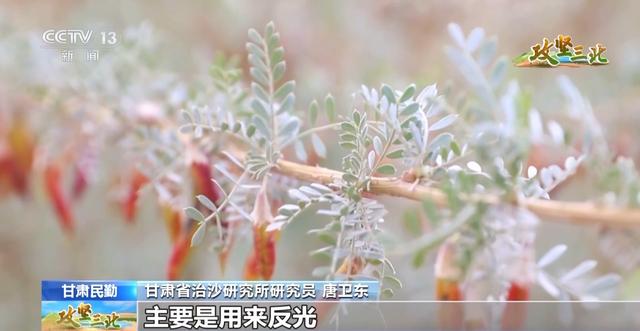 沙漠能种出哪些“神奇植物”？来荒漠植物园看看