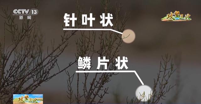 沙漠能种出哪些“神奇植物”？来荒漠植物园看看