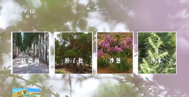 沙漠能种出哪些“神奇植物”？来荒漠植物园看看