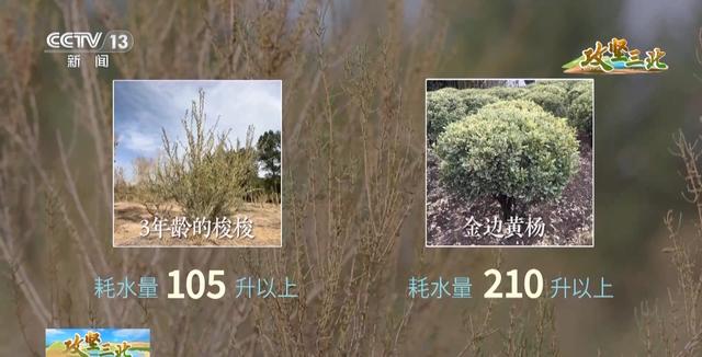 沙漠能种出哪些“神奇植物”？来荒漠植物园看看