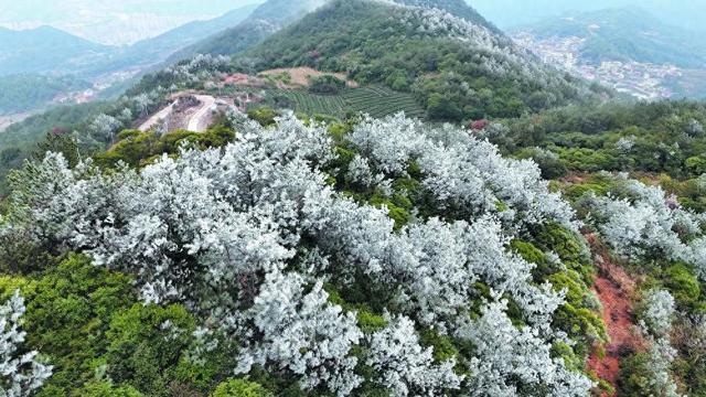 雾凇雨夹雪齐现 南安开启“抗冻”模式