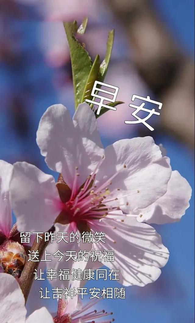 免打字春日清晨美女问候祝福图片带字，早安问声好，万事都美好