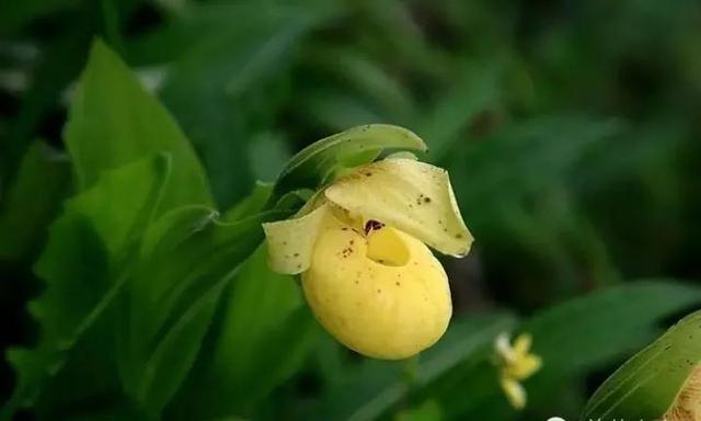 50多种珍贵兰花欣赏