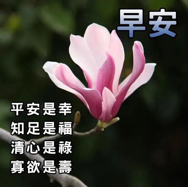 免打字春日清晨美女问候祝福图片带字，早安问声好，万事都美好