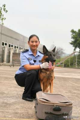 重庆最美女孩微笑狗(警队来了第一位警犬女训导员 她想训出一只“功勋犬”)