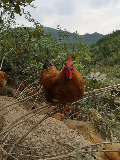 合肥驱车几小时，为了吃凤阳山村4年的老鸡咸鸭子，和美女喝几杯