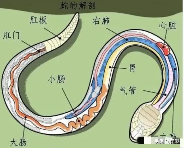 为了看清楚蛇的内部，他进行“蛇吞活人”实验，最终实验很悲惨