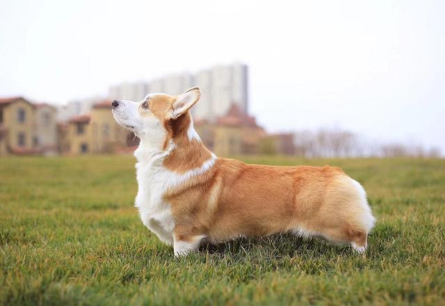 柯基犬为什么要断尾？工作需要能理解，做宠物狗可以不断尾啊