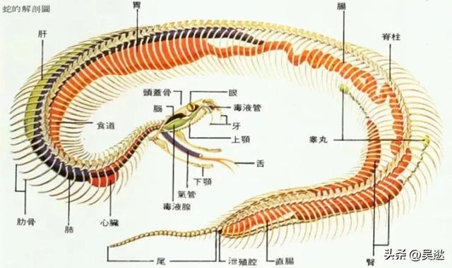 为了看清楚蛇的内部，他进行“蛇吞活人”实验，最终实验很悲惨