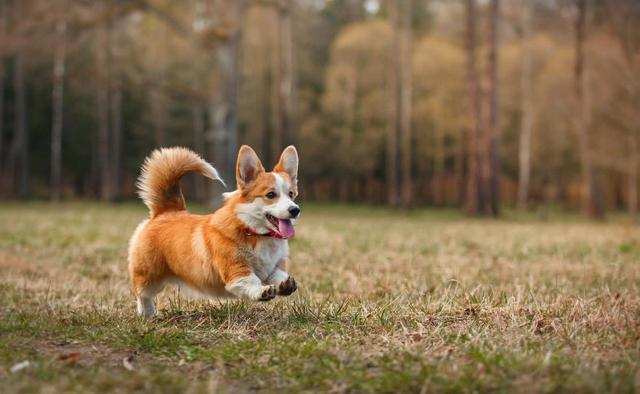 柯基犬为什么要断尾？工作需要能理解，做宠物狗可以不断尾啊