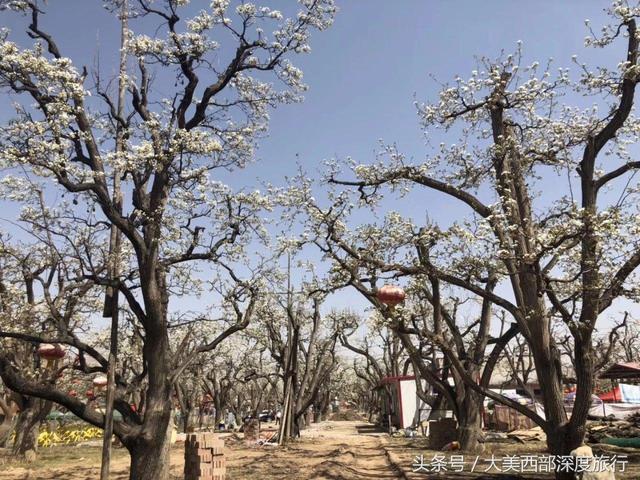 甘肃“五大美人”，你都认识吗？