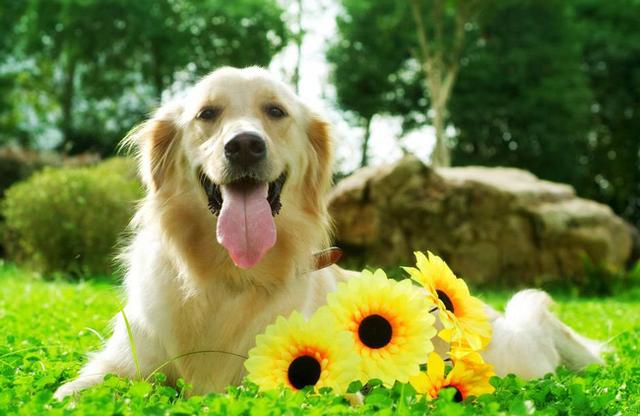 如何调教自己的宠物爱犬｜宠物知识