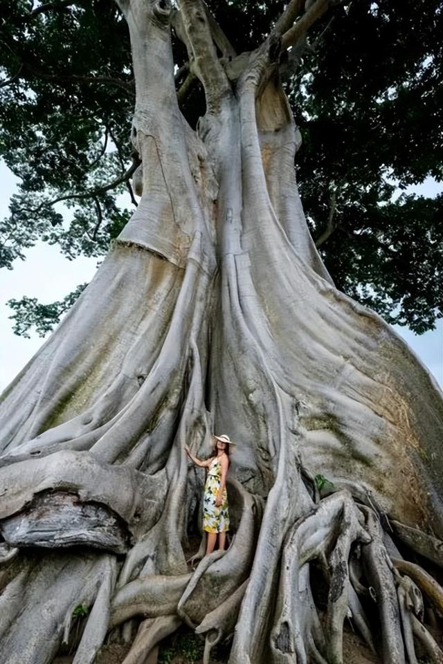 网红在巴厘岛700年圣树前全裸拍照惹怒民众，恐罚款10亿印尼盾