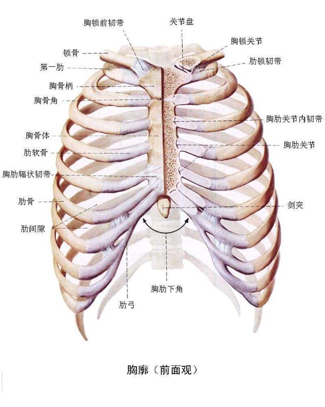 《人体解剖学》胸骨