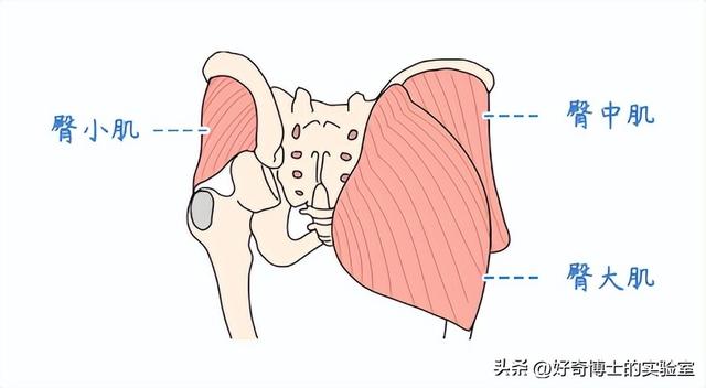 为什么很多女生屁股两侧，会有个小凸起？