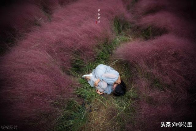 粉黛乱子草开啦！想拍摄唯美的梦幻人像？这19张正反示例要收藏