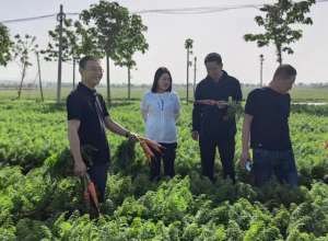 郏县美女多(80后美女镇长化身“销售员”  庄稼地里推介家乡胡萝卜)