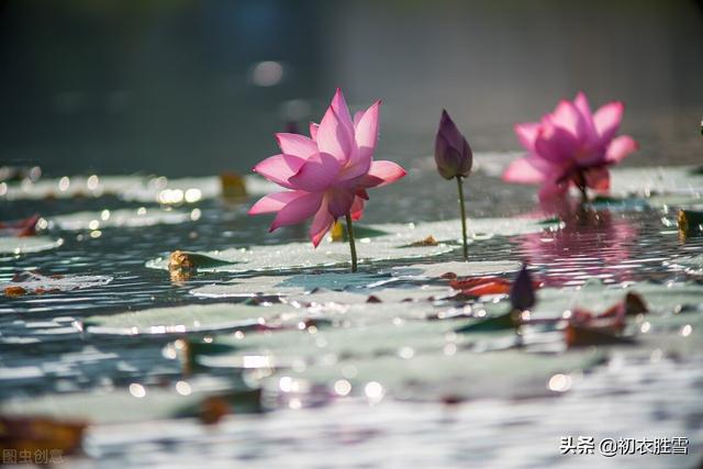 唯美秋水荷花七首：亭亭秋水玉芙蓉，明月清风，笑相逢