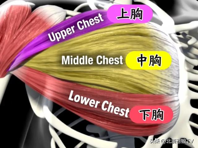 干货！教你如何刺激整个胸部——龙门架绳索夹胸