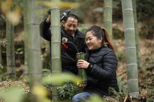 图说│来一杯杨贵妃酿的竹酒尝尝！90后苗族女青年返乡创业用竹酿酒，带动村民“种”出致富路