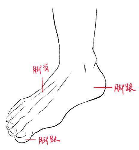 「推荐」绘画初学者脚部怎么画？超级详细的脚部绘画的教程技巧