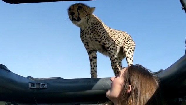 非洲野生猎豹跳上车顶几乎趴她身上，美女游客来了张亲密合照