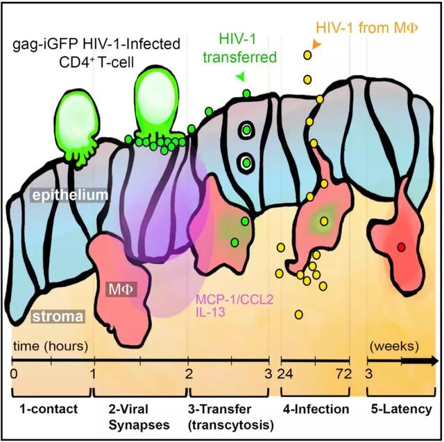 啪啪啪时艾滋病如何传染？科学家首次用实时成像技术记录下全过程