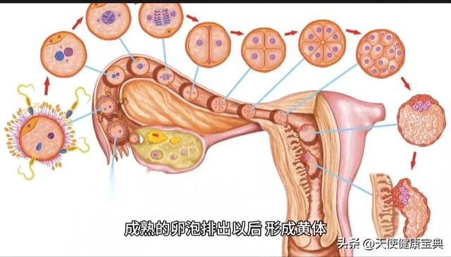 26岁美女网红主播熬夜直播，剧烈咳嗽导致卵巢黄体破裂出血