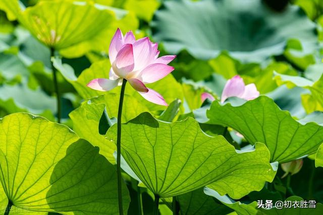 清丽秋荷五首赏读：芙蓉花开秋水冷，羡渠宛在水中央