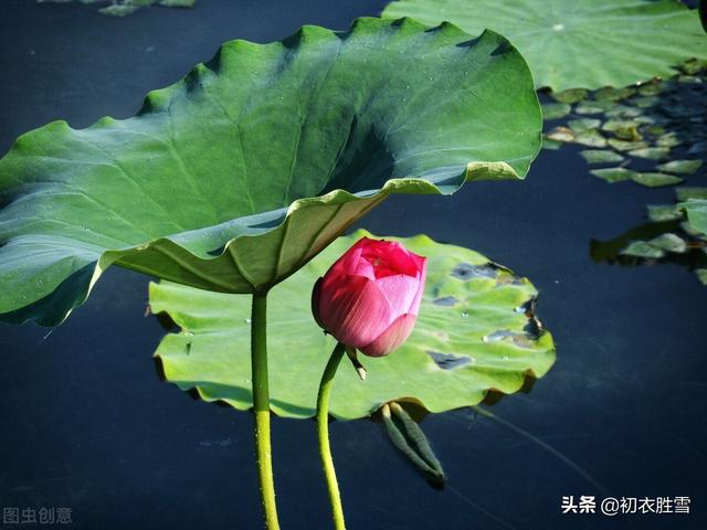 清丽秋荷五首赏读：芙蓉花开秋水冷，羡渠宛在水中央