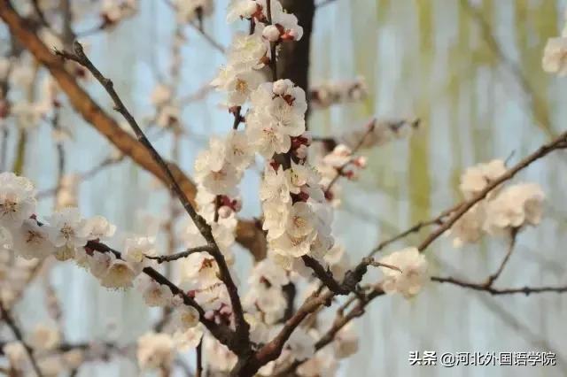 河北外国语学院来了一位漂亮的姑娘，全校师生都喜欢她!