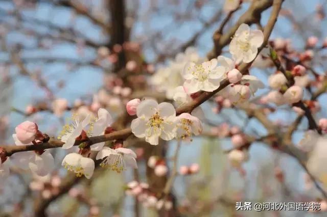 河北外国语学院来了一位漂亮的姑娘，全校师生都喜欢她!