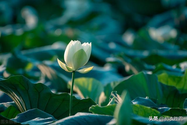 清丽秋荷五首赏读：芙蓉花开秋水冷，羡渠宛在水中央