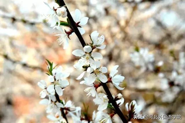 河北外国语学院来了一位漂亮的姑娘，全校师生都喜欢她!