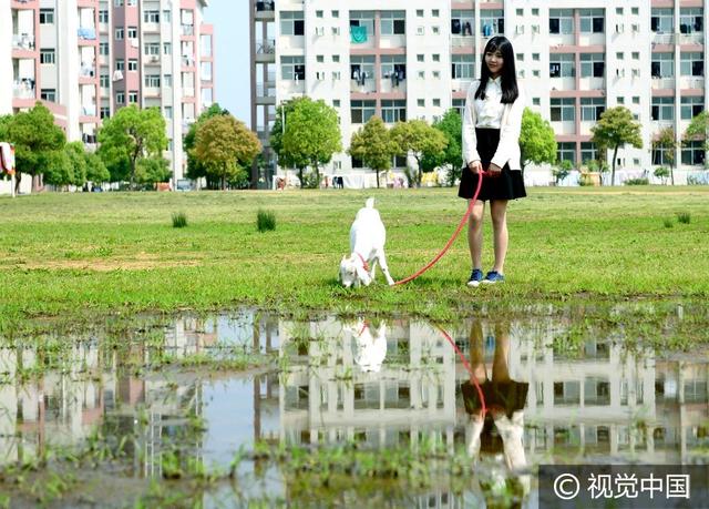 武汉高校养羊养蚕 校园美女“溜羊”走红校园