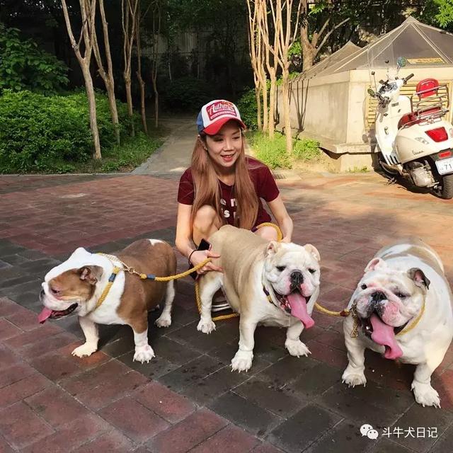 美女养3只英国斗牛犬是种什么体验？现实版美女和野兽！