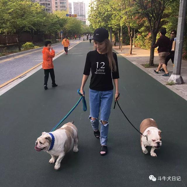 美女养3只英国斗牛犬是种什么体验？现实版美女和野兽！