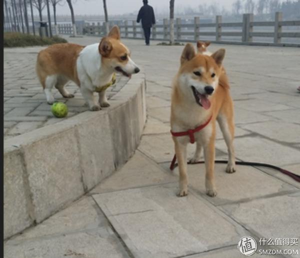 柯基养成记：一个狗奴的心酸与幸福